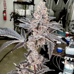 Strawneapple Feminized Seeds-EXGE-STRA-FEM