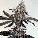 Slaphappy Feminised Seeds-EXGE-SLAP-FEM