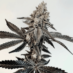 Slaphappy Feminized Seeds-EXGE-SLAP-FEM