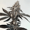 Slaphappy Feminised Seeds-EXGE-SLAP-FEM