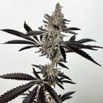 Cosmic 22 Feminised Seeds-EXGE-CO22-FEM