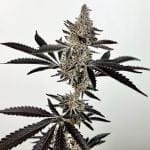 Cosmic 22 Feminised Seeds-EXGE-CO22-FEM