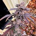 Yikes Feminized Seeds-EXGE-YIKE-FEM