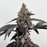 Primetime Feminised Seeds-EXGE-PRIM-FEM