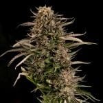 Fatso GMO F1 Auto Feminisiert Saatgut-SMAN-FAGMO-AUTO-FEM