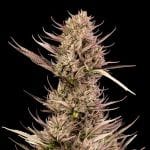 Garlic Muffin F1 Auto феминизирани семена-SMAN-GAMU-AUTO-FEM