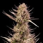 Garlic Muffin F1 Auto феминизирани семена-SMAN-GAMU-AUTO-FEM