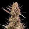 Garlic Muffin F1 Auto Feminisiert Saatgut-SMAN-GAMU-AUTO-FEM