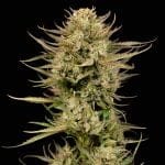 Cherry Punch F1 Feminized Seeds-SMAN-CHPU-FEM