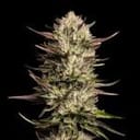 Purple Oreoz F1 Feminized Seeds-SMAN-PUOR-FEM