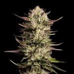 Purple Oreoz F1 Feminized Seeds-SMAN-PUOR-FEM
