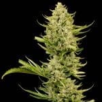 Tangerine Snow F1 бърз феминизирани семена-SMAN-TASN-FAST-FEM