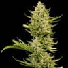 Tangerine Snow F1 Fast Feminized Seeds-SMAN-TASN-FAST-FEM