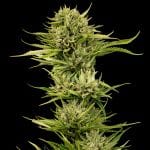 Blueberry Pie F1 бърз феминизирани семена-SMAN-BLPI-FAST-FEM
