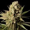 Gorilla Gas F1 Fast Feminized Seeds-SMAN-GOGA-FAST-FEM