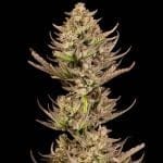 Seedsman Purple Punch F1 Fast Feminised strain