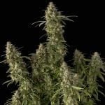 Pineapple OG Auto феминизирани семена-SMAN-PINEOG-AUTO-FEM