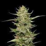 Seedsman Sour Diesel Auto strain