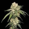 Ice Dream Cake Feminised Seeds-SMAN-ICDC-FEM