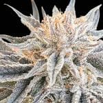 Alaskan Do-Si-Dos Feminized Seeds-SMAN-ALDSD-FEM