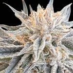 Seedsman Alaskan Do-Si-Dos strain