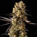 Banana Biscotti F1 феминизирани семена-SMAN-BABI-FEM