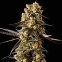 Banana Biscotti F1 Feminized Seeds-SMAN-BABI-FEM