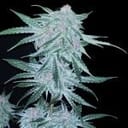 Midnight Bessie Auto Feminised Seeds-LV8-MIBE-AUTO-FEM