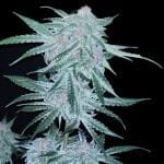 Midnight Bessie Auto Feminized Seeds-LV8-MIBE-AUTO-FEM