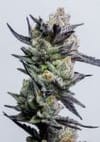 Huckleberry Punch Feminised Seeds-LV8-HUPU-FEM