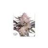 Orange Bud 2.0 Feminisiert Saatgut-DP-ORB2-FEM