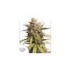 Melonade Runtz Auto Feminisiert Saatgut-DP-MELR-AUTO-FEM