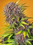Diablo Rojo XL Auto Feminised Seeds-SS-DRXL-AUTO-FEM