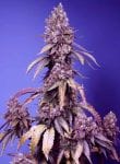 Black Muffin F1 Fast Feminised Seeds-SS-BLMF1-FAST-FEM