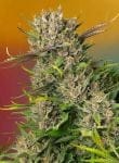 Papaya Zoap Auto Feminized Seeds-SS-PZ-AUTO-FEM