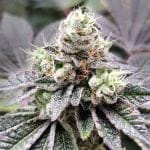 Coco-Nutty Feminised Seeds-LV8-CONU-FEM