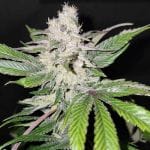 Greenade Feminised Seeds-LV8-GREE-FEM