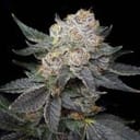 Northern Tropic Feminised Seeds-LV8-NOTR-FEM