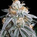 Purple Punch S1 Feminizada Semillas-LV8-PUPUS1-FEM