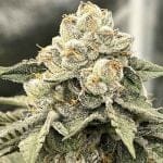 Tahiti Red Feminised Seeds-LV8-TARE-FEM