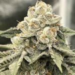 Tahiti Red Feminised Seeds-LV8-TARE-FEM