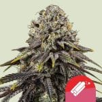 Dynamite Diesel феминизирани семена-RQS-DYND-FEM