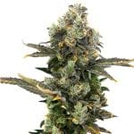 King Cone Feminised Seeds-LV8-KICO-FEM