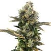 King Cone Feminised Seeds-LV8-KICO-FEM