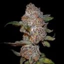 Punch Drunk Ape Feminized Seeds-LV8-PUDA-FEM