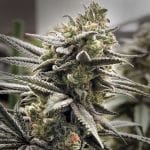 Thundersnow Feminised Seeds-LV8-THSN-FEM