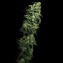 White Serpent Feminised Seeds-LV8-WHSE-FEM