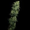 White Serpent Feminised Seeds-LV8-WHSE-FEM