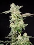 Giscotti Feminised Seeds-LV8-GIS-FEM