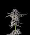 Candy Bezels Feminized Seeds-COM-CANB-FEM
